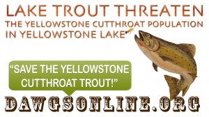 Save The Yellowstone Cutthroat Trout