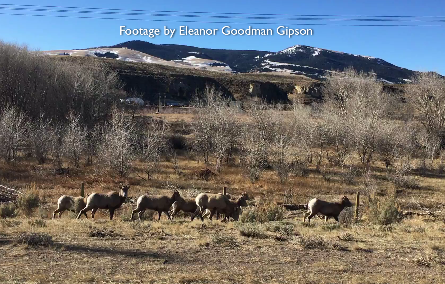 Bighorn Sheep having a hard time with this fence. It has since been removed.