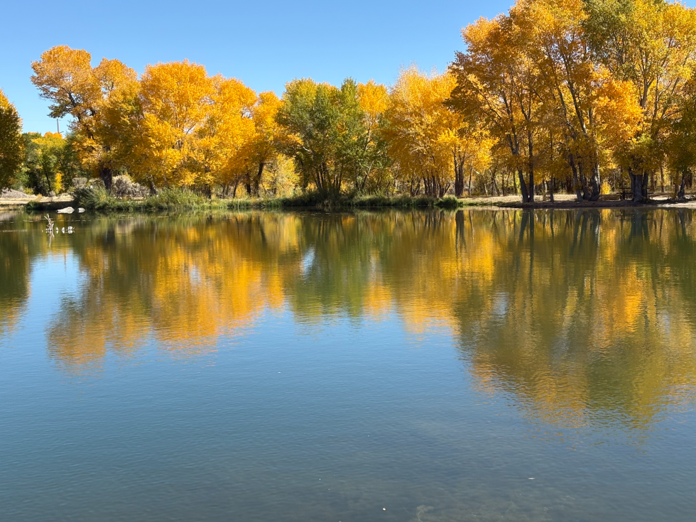 Yes. There are zooplankton and more in these waters! Pete's Pond in the Fall by Frank